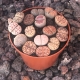 CURIOSIDADES DE LOS LITHOPS 3