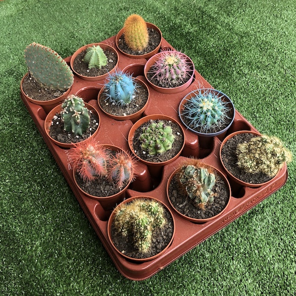 Lote Bandeja cactus variados de 8,5cm de diámetro y 7cm de alto 1