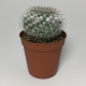 Cactus Mammillaria Bombycina. Maceta de plástico redonda de 5,5cm diámetro y 5cm de alto
