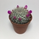 Cactus Mammillaria Hahniana. Maceta de plástico redonda de 5,5cm diámetro y 5cm de alto