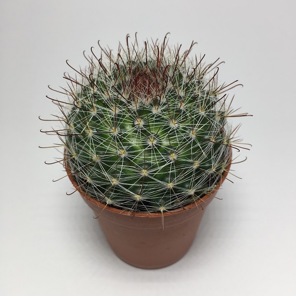 Cactus Mammillaria Marcosii. Maceta de plástico redonda de 5,5cm diámetro y 5cm de alto color azul