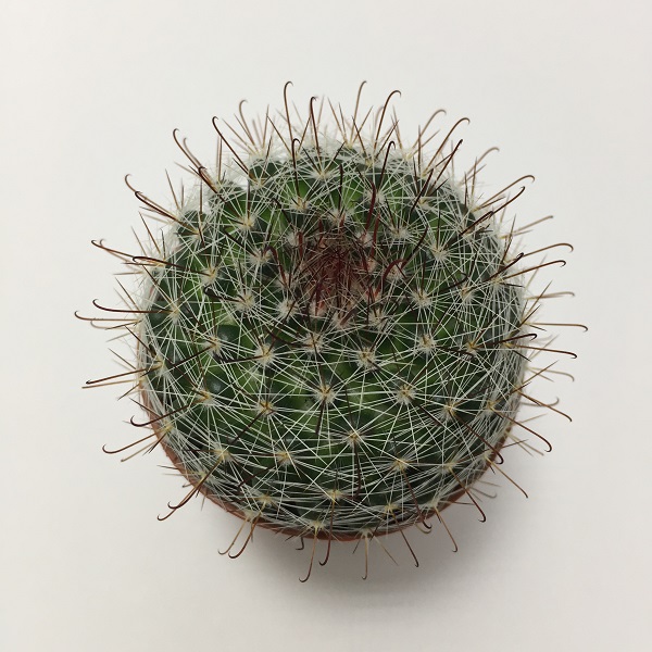 Cactus Mammillaria Marcosii. Maceta de plástico redonda de 5,5cm diámetro y 5cm de alto color azul