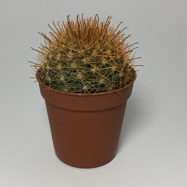 Cactus Mammillaria Marcosii. Maceta de plástico redonda de 5,5cm diámetro y 5cm de alto color naranja