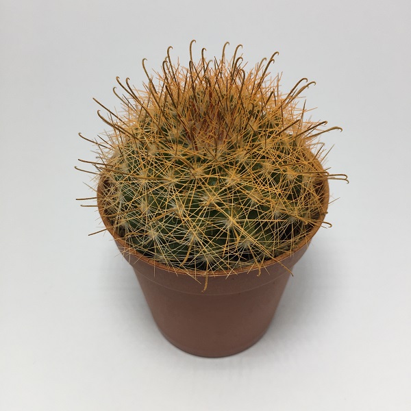 Cactus Mammillaria Marcosii. Maceta de plástico redonda de 5,5cm diámetro y 5cm de alto color naranja