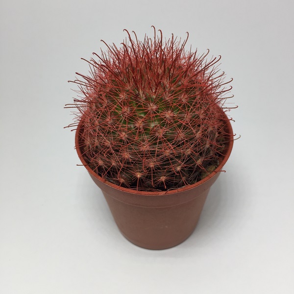 Cactus Mammillaria Marcosii. Maceta de plástico redonda de 5,5cm diámetro y 5cm de alto color rojo