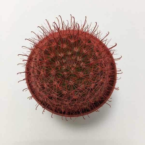 Cactus Mammillaria Marcosii. Maceta de plástico redonda de 5,5cm diámetro y 5cm de alto color rojo