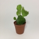 Cactus Opuntia Anacantha. Maceta de plástico redonda de 5,5cm diámetro y 5cm de alto