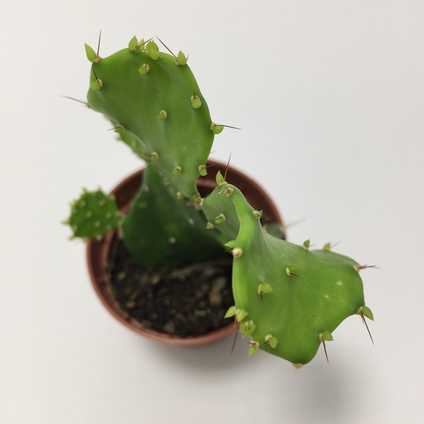 Cactus Opuntia Anacantha. Maceta de plástico redonda de 5,5cm diámetro y 5cm de alto