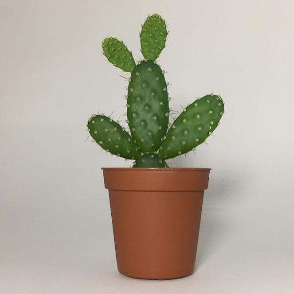 Cactus Opuntia Microdasys. Maceta de plástico redonda de 5,5cm diámetro y 5cm de alt