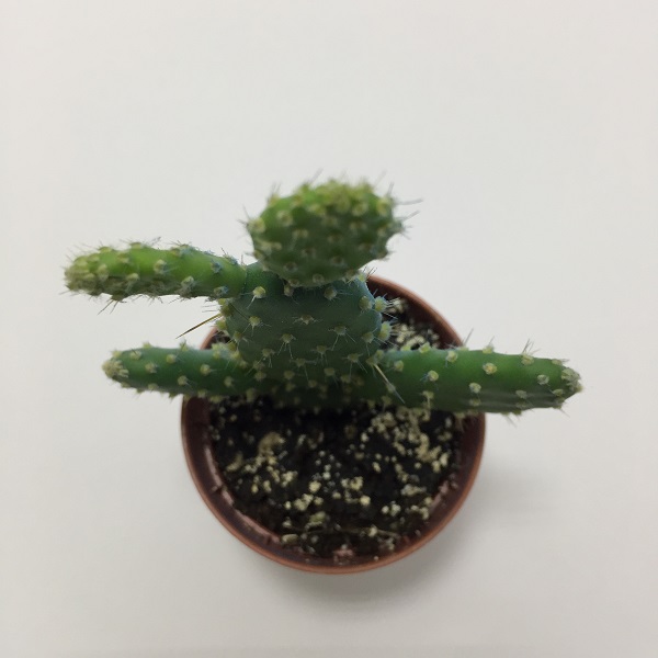 Cactus Opuntia Microdasys. Maceta de plástico redonda de 5,5cm diámetro y 5cm de alt