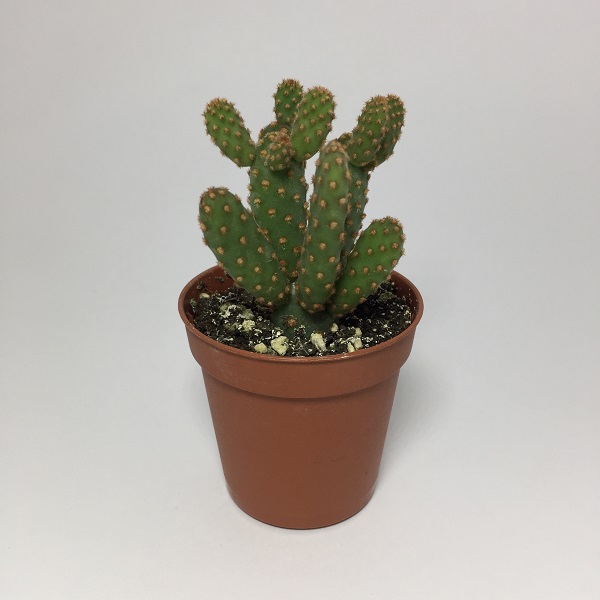 Cactus Opuntia Microdasys Rufida. Maceta de plástico redonda de 5,5cm diámetro y 5cm de alto