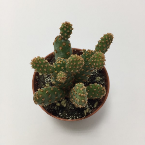 Cactus Opuntia Microdasys Rufida. Maceta de plástico redonda de 5,5cm diámetro y 5cm de alto