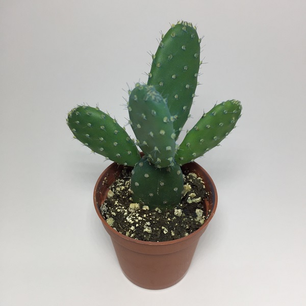 Cactus Opuntia Microdasys. Maceta de plástico redonda de 5,5cm diámetro y 5cm de alto color azul