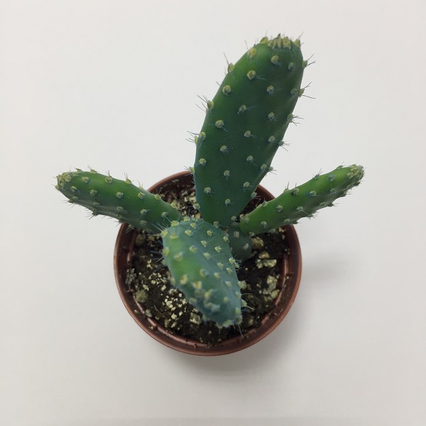 Cactus Opuntia Microdasys. Maceta de plástico redonda de 5,5cm diámetro y 5cm de alto color azul