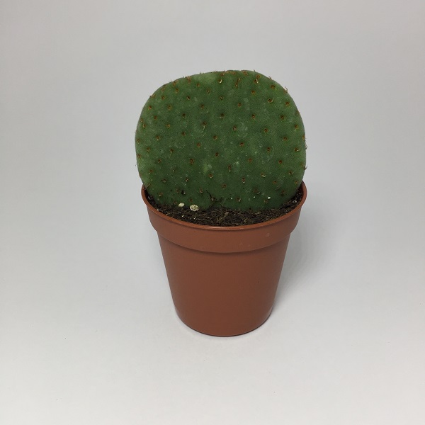 Cactus Opuntia Robusta. Maceta de plástico redonda de 5,5cm diámetro y 5cm de alto