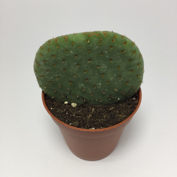 Cactus Opuntia Robusta. Maceta de plástico redonda de 5,5cm diámetro y 5cm de alto