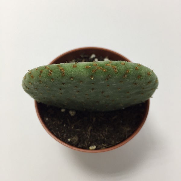 Cactus Opuntia Robusta. Maceta de plástico redonda de 5,5cm diámetro y 5cm de alto