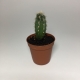 Cactus Oreocereus Celsianus. Maceta de plástico redonda de 5,5cm diámetro y 5cm de alto
