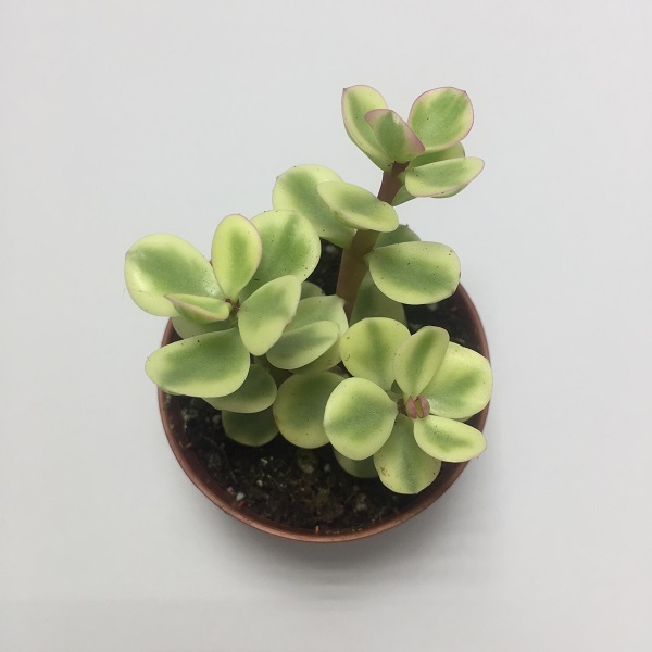 Suculenta Portulacaria Afra Variegata. Maceta de plástico redonda de 5,5cm diámetro y 5cm de alto