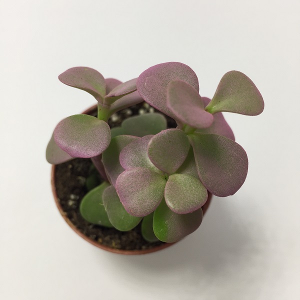 Suculenta Portulacaria Afra Rosa. Maceta de plástico redonda de 5,5cm diámetro y 5cm de alto