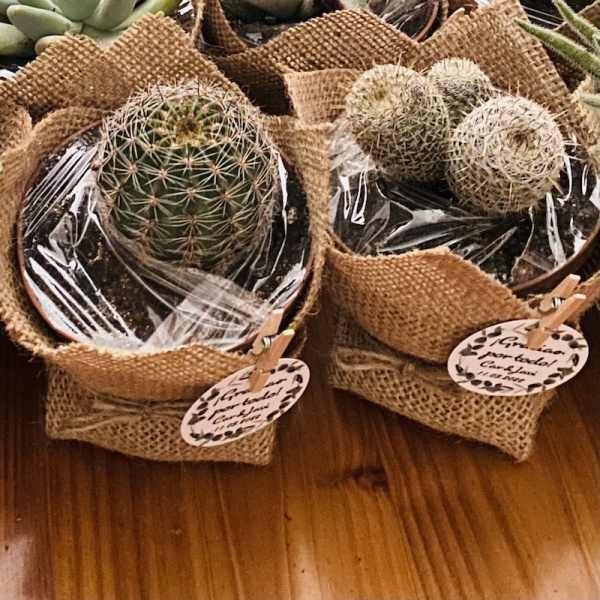 Cactus en maceta de plástico de 8,5cm de diámetro decoradas con tela de yute en color natural. El taller del Encanto. Cactus y suculentas para decorar