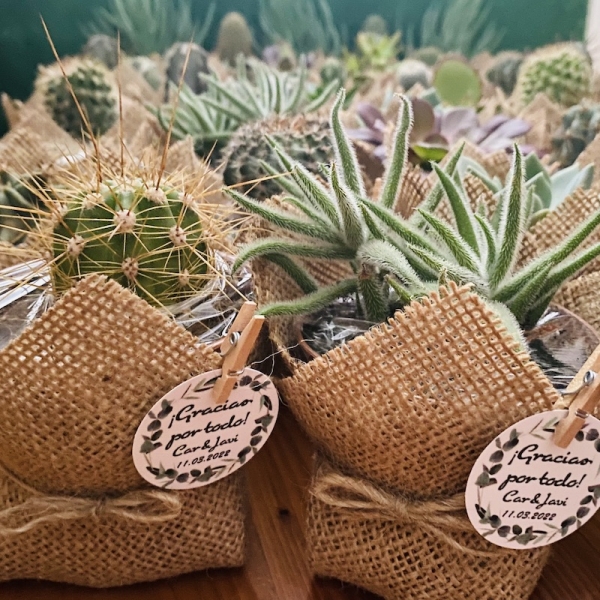 Cactus en maceta de plástico de 8,5cm de diámetro decoradas con tela de yute en color natural. El taller del Encanto. Cactus y suculentas para decorar