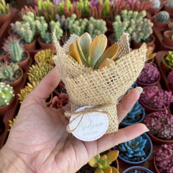 Plantas para regalo 5,5cm