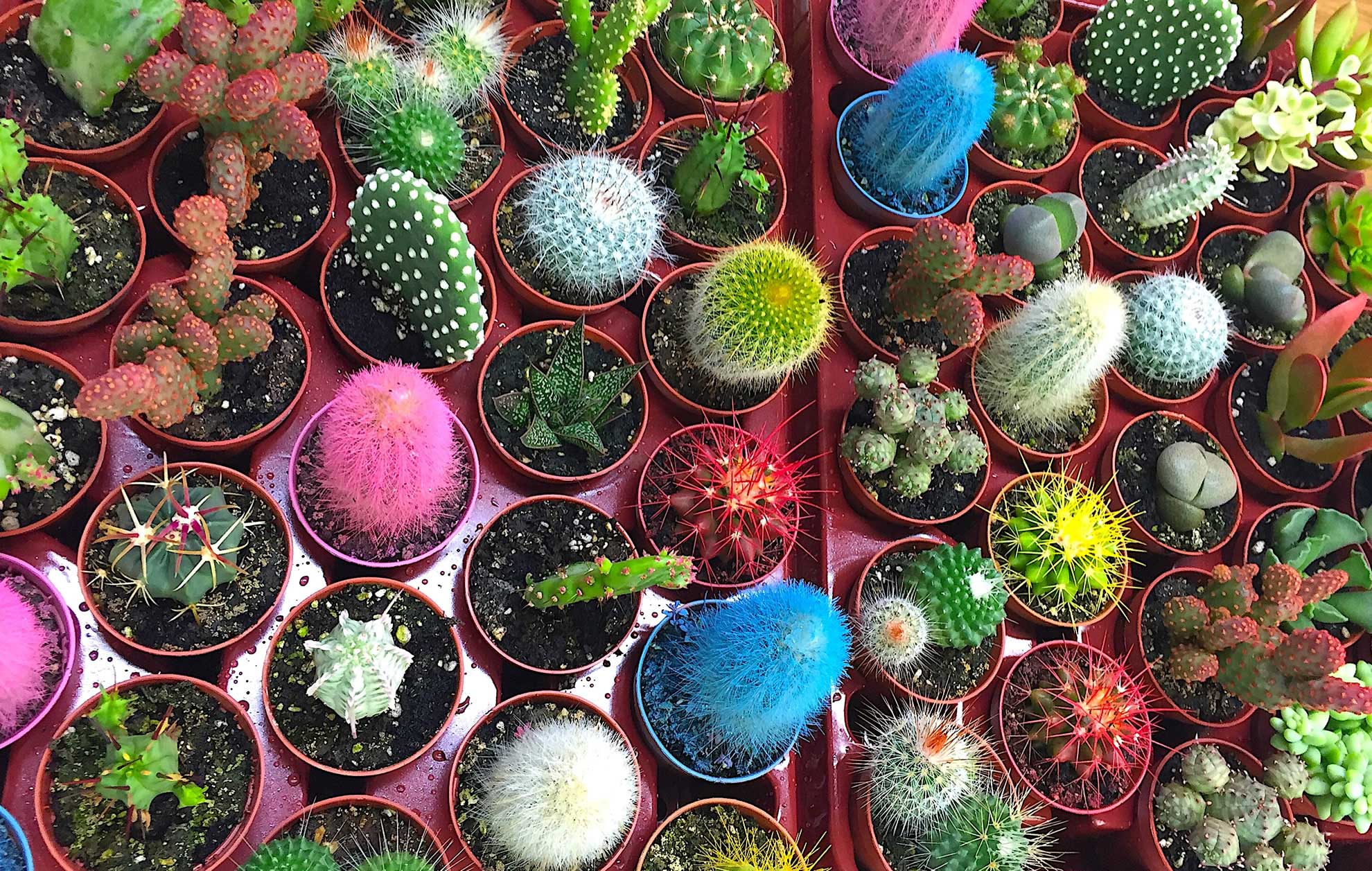 Decoración de Cactus, suculentas y crasas. Regalos familia y empresa. Restaurantes, Hoteles