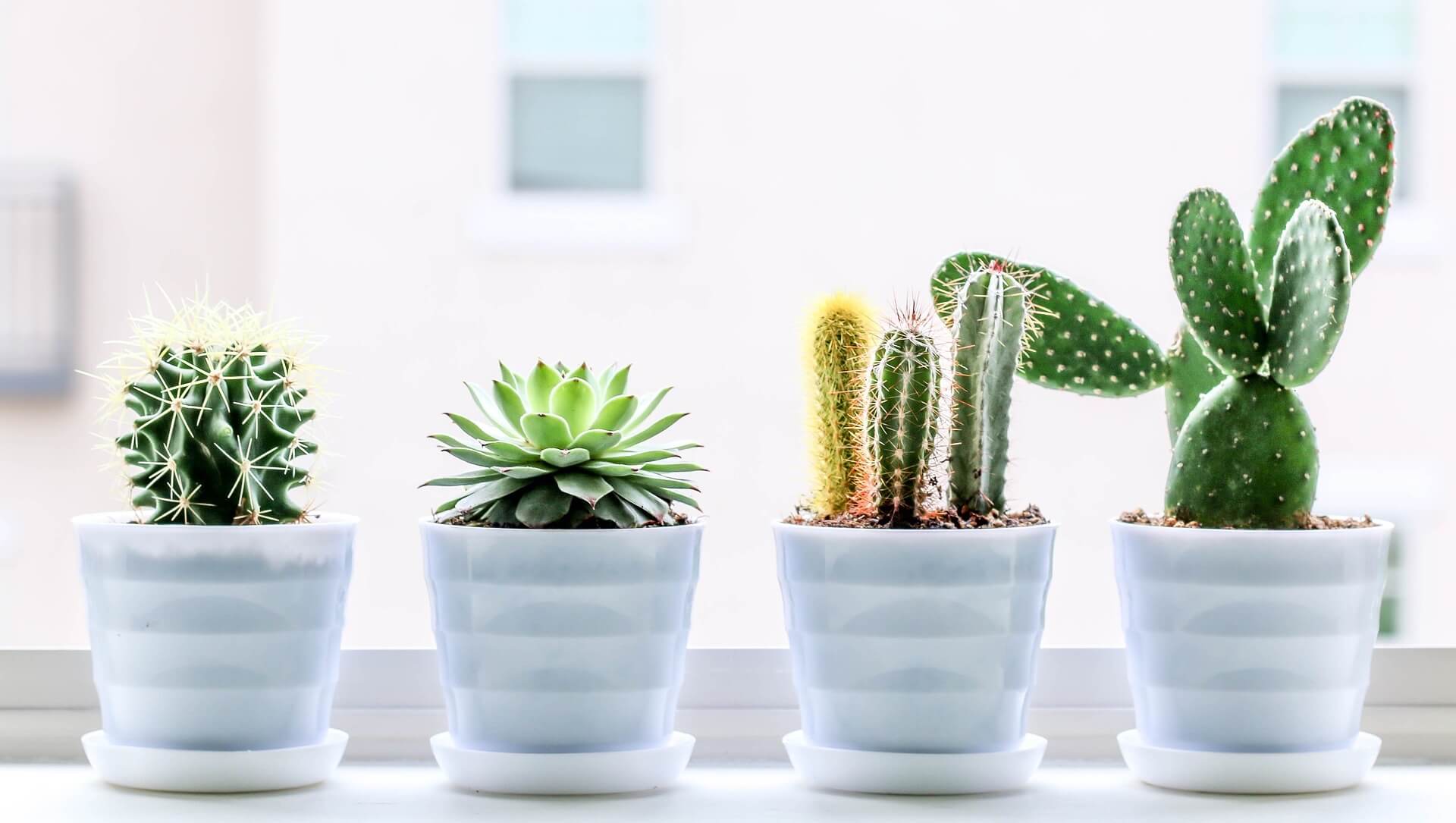 El Taller del Encanto. Plantas crasas. Cactus y suculentas para decorar. Tienda online