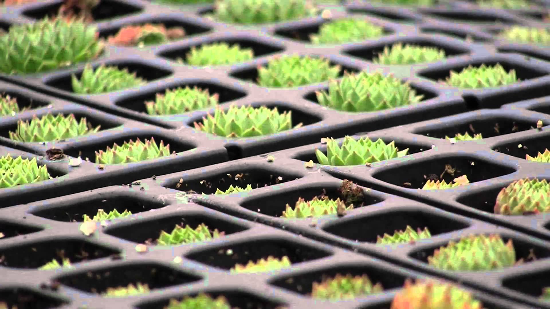 Las suculentas son plantas exóticas cargadas de personalidad y encanto 1